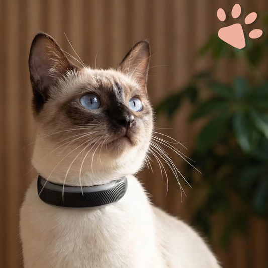 Collier GPS Tractive pour Chat | La Niche de Jules - Partenaire Officiel