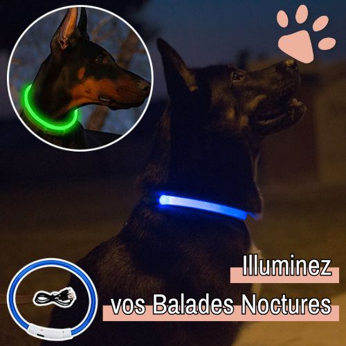 Collier lumineux pour chien la niche de jules jujulumcollar balade nocturne