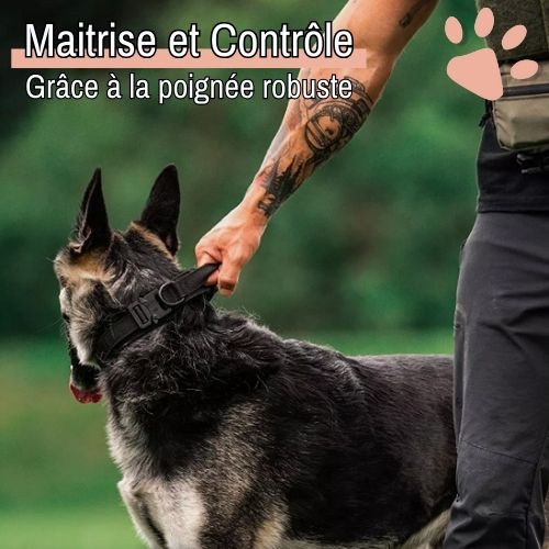 Collier tactique pour chien style militaire la niche de jules jujutactikmilitaire maitrise et controle