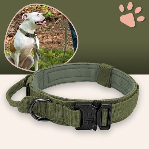 Collier tactique pour chien style militaire la niche de jules jujutactikmilitaire vert militaire