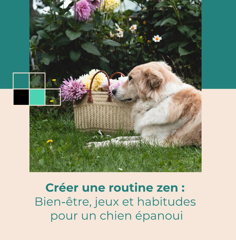 Créer une routine zen, bien être, jeux et habitudes pour un chien épanoui la niche de jules
