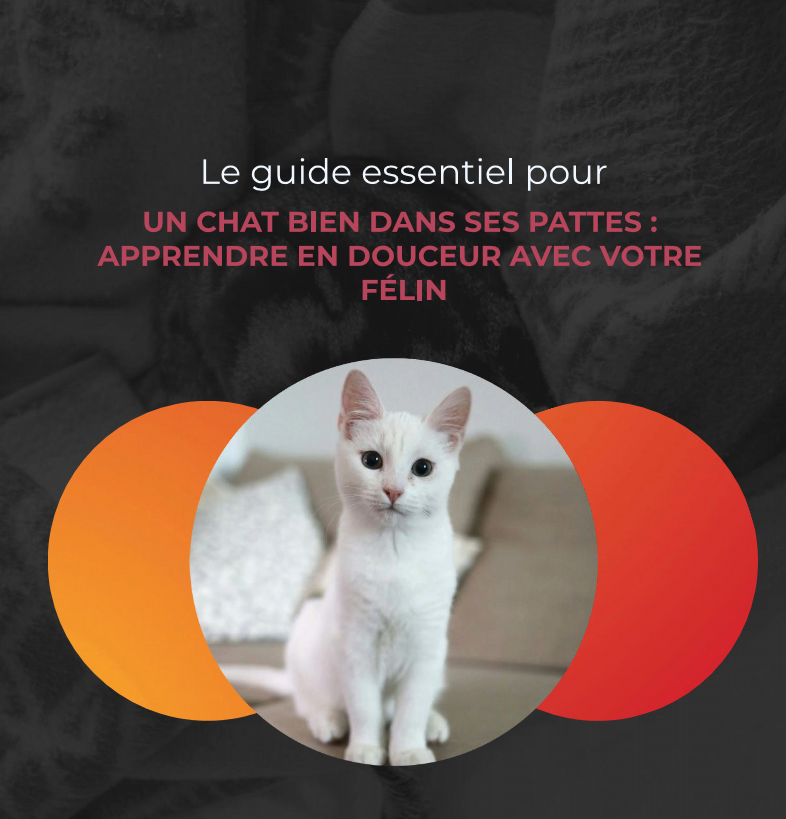 Guide pour un chat bien dans ces pattes la niche de jules