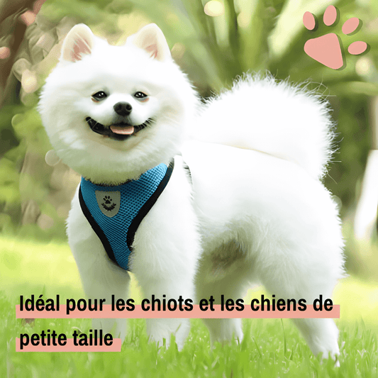Harnais pour Chien de petite taille et Chiot - Anti Traction SFP | JuJuMiniHarn™