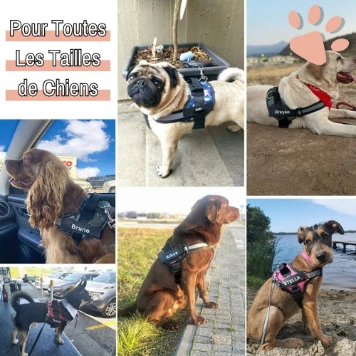 Harnais pour chien personnalisé prénom téléphone anti traction spf jujucustomharn la niche de jules exemples clients