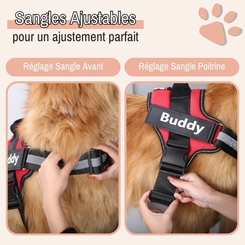 Harnais pour chien personnalisé prénom téléphone anti traction spf jujucustomharn la niche de jules sangle ajustable