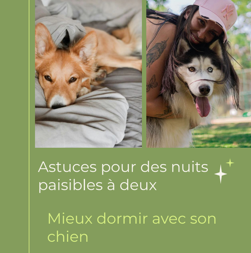 Mieux dormir avec son chien - Astuces pour des nuits paisibles à deux la niche de jules