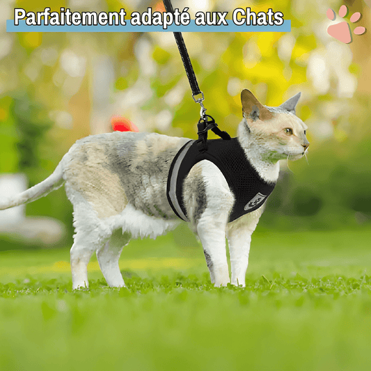 Harnais pour Chat Anti-Tranction avec Laisse OFFERTE | JuJuCatHarn™
