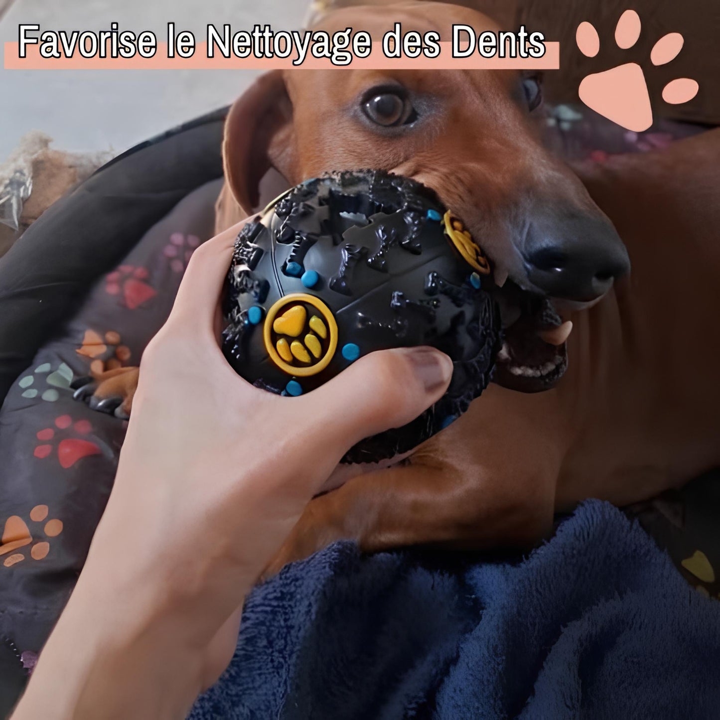 jouet pour chien boule distributeur croquette la niche de jules netoyage des dents