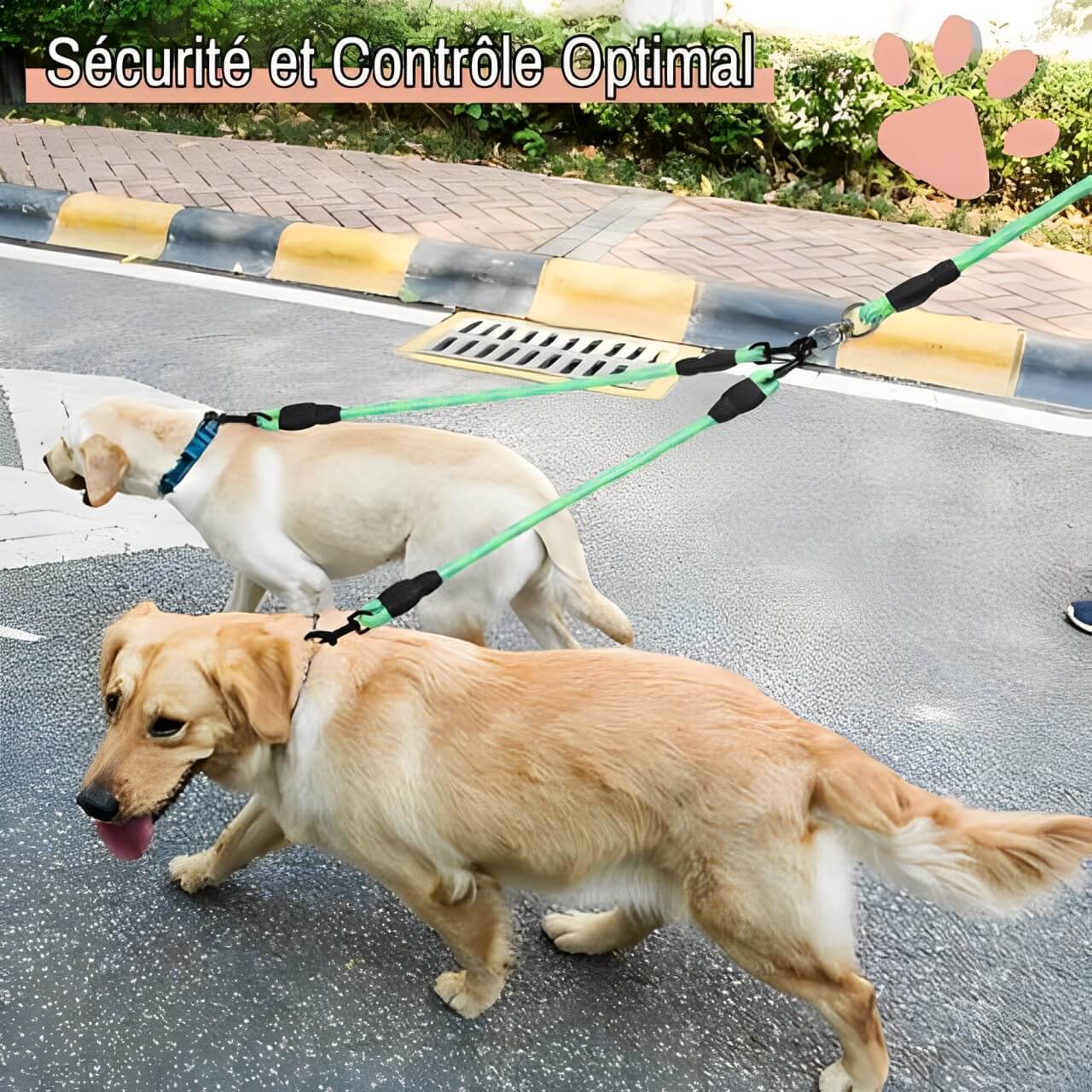 laisse double pour chien jujudoubleleash la niche de jules sécurité et controle