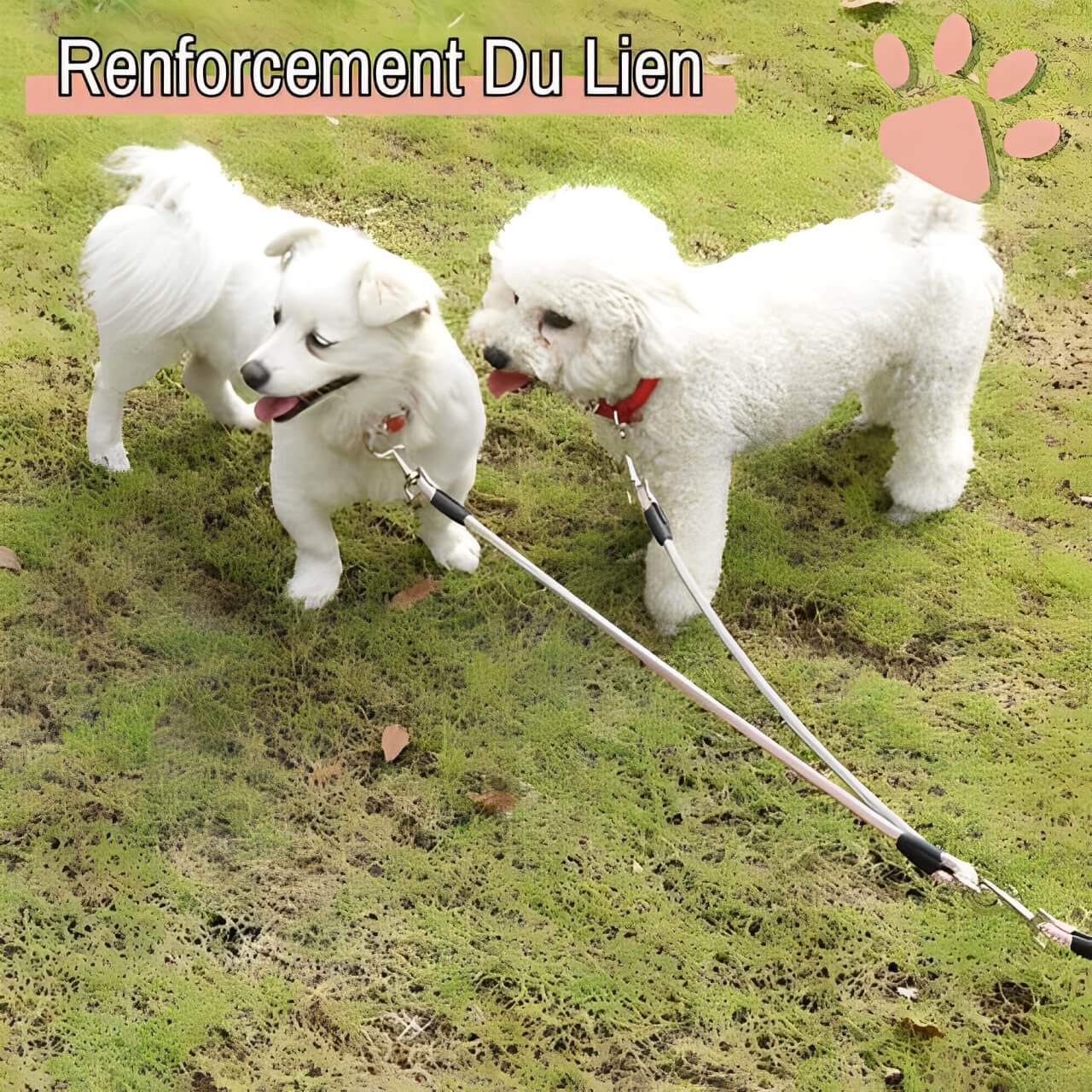 laisse double pour chien jujudoubleleash la niche de jules renforcement du lien