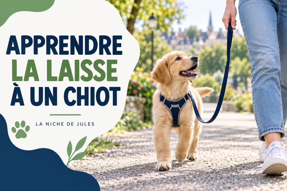 Apprendre la marche en laisse à un chiot