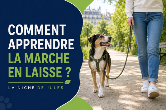 Comment apprendre la marche en laisse à son chien