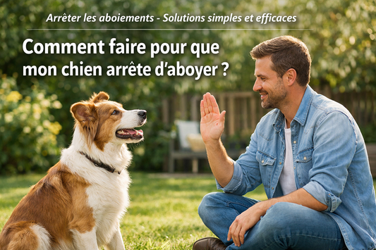 comment faire pour que mon chien arrête d'aboyer la niche de jules conseils canins