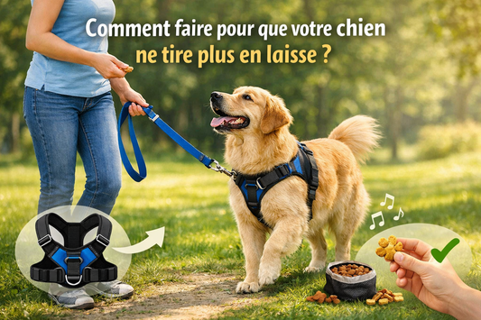 Comment faire pour que mon chien ne tire pas en laisse ?