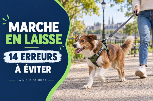 Marche en laisse : 14 erreurs à éviter avec son chien