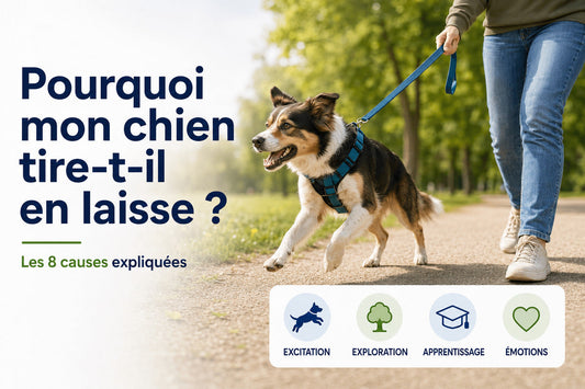 Pourquoi mon chien tire-t-il en laisse ?