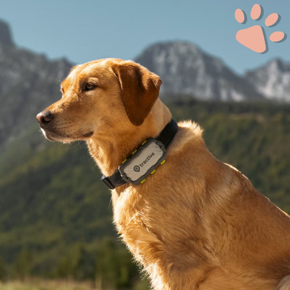 Collier gps pour chien tractive partenaire officiel france la niche de jules image collier gps tractive sur grand chien