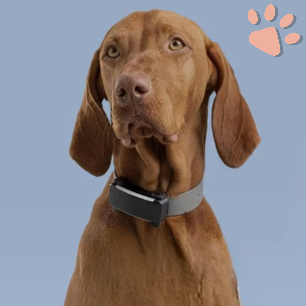 Collier gps pour chien tractive partenaire officiel france la niche de jules chien avec collier gps