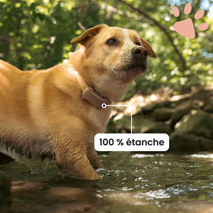 Collier gps pour chien tractive partenaire officiel france la niche de jules étanche