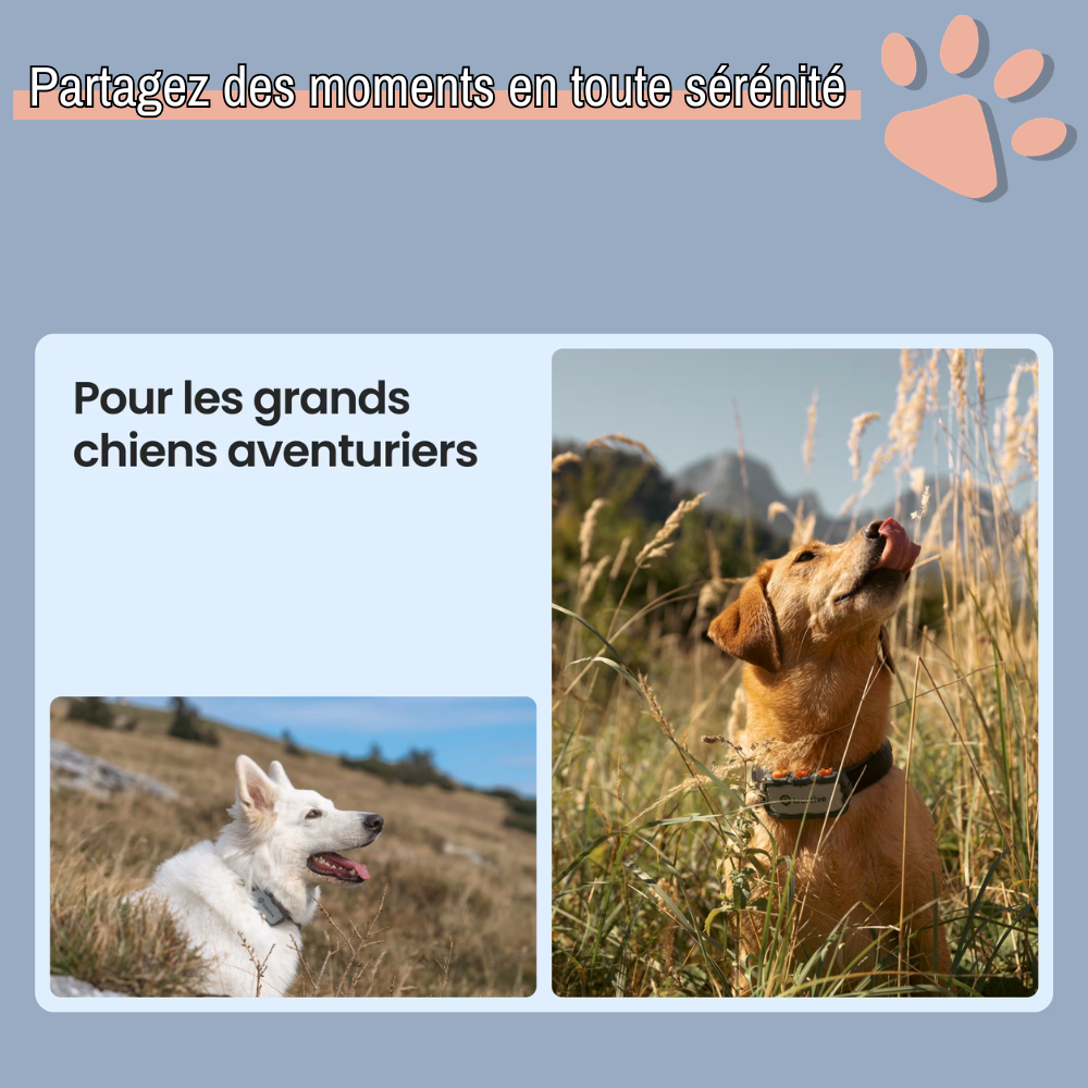 Collier gps pour chien tractive partenaire officiel france la niche de jules grand chien