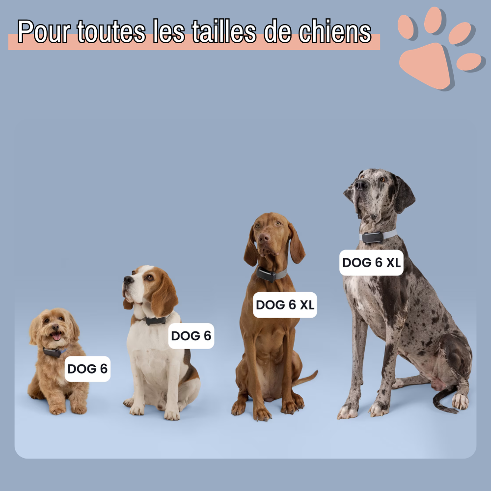Collier gps pour chien tractive partenaire officiel france la niche de jules petit moyen grand chien