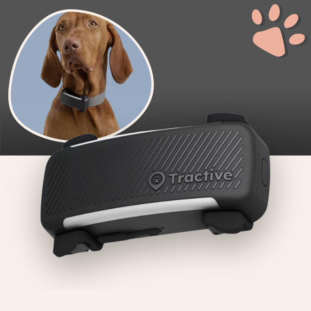 Collier gps pour chien tractive partenaire officiel france la niche de jules variante noir
