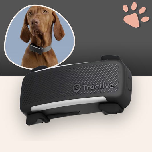 Collier GPS Tractive pour Chien | La Niche de Jules - Partenaire Officiel