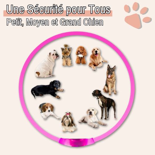 Collier lumineux pour chien la niche de jules jujulumcollar petit moyen grand chien