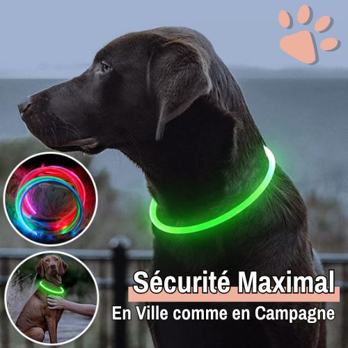 Collier lumineux pour chien la niche de jules jujulumcollar ville campagne