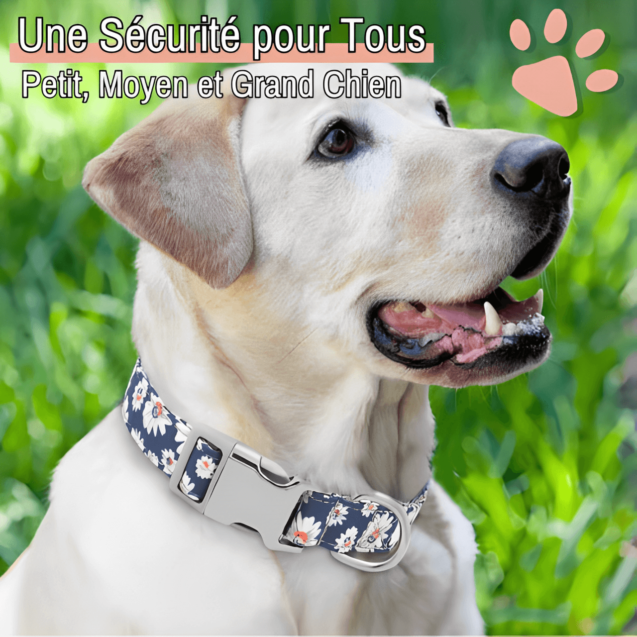 Collier pour chien personnalise prenom telephone personnalisable la niche de jules jujucollartag4 petit moyen grand chien
