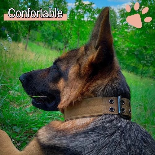 Collier pour chien tactique jujutactikcol la niche de jules confortable