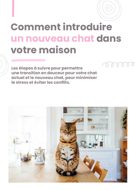 Ebook | Comment introduire un nouveau chat dans votre maison ? 8 pages