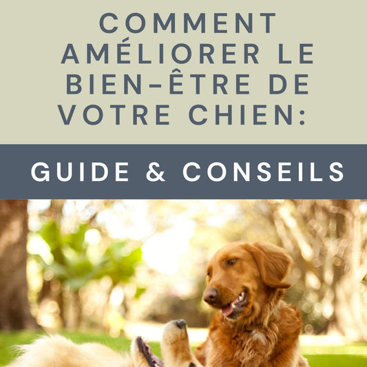 Comment améliorer le bien être de votre chien _ Guide et conseils - ebook