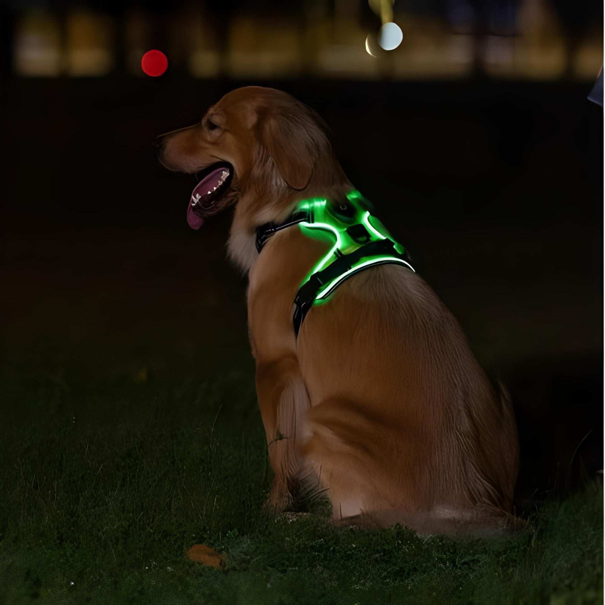 Harnais lumineux pour chien réglable la niche de jules JujuLumiHarness golden assis