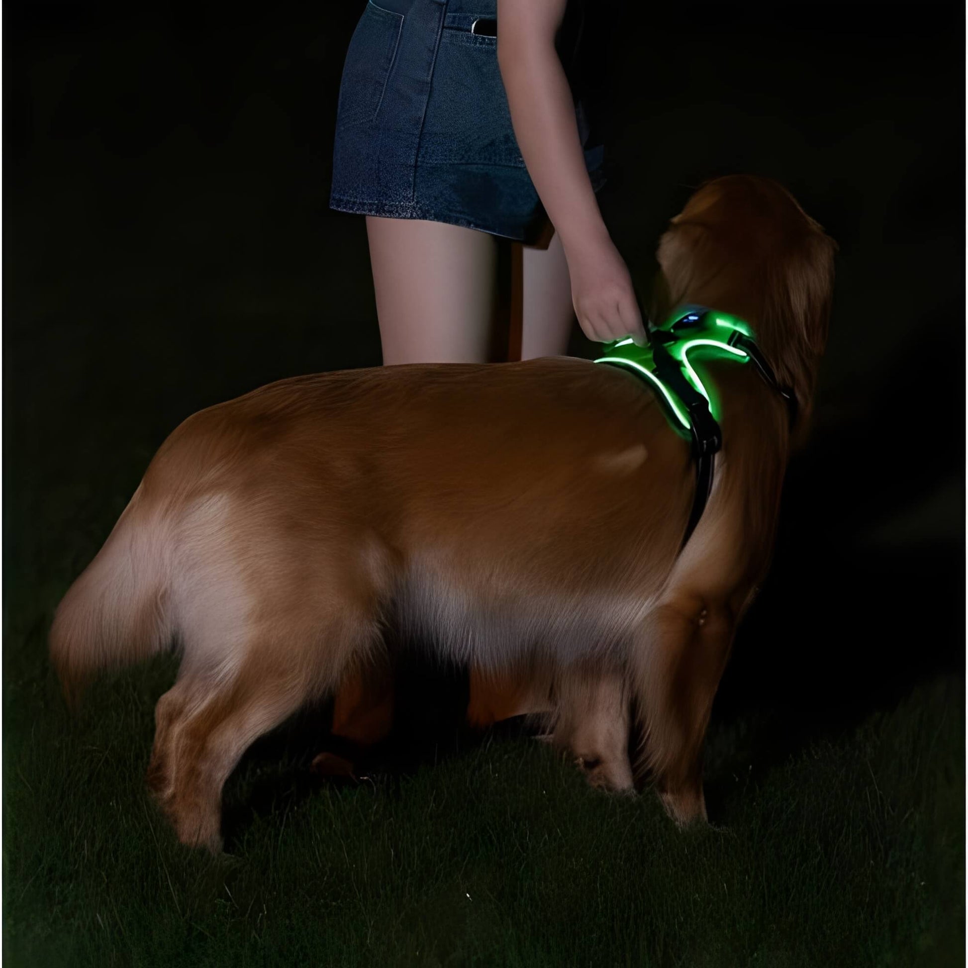 Harnais lumineux pour chien réglable la niche de jules JujuLumiHarness promenade