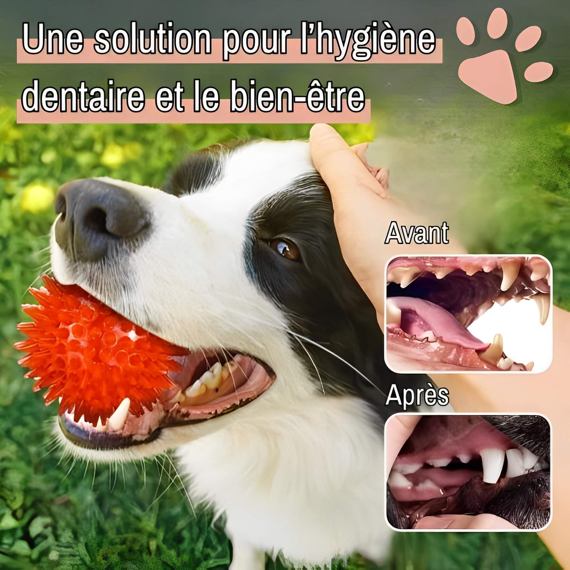Jouet Pour Chien a Mordre Balle pour Chien la niche de jules JuJuPowerChew solution pour l'hygiène dentaire et le bien être