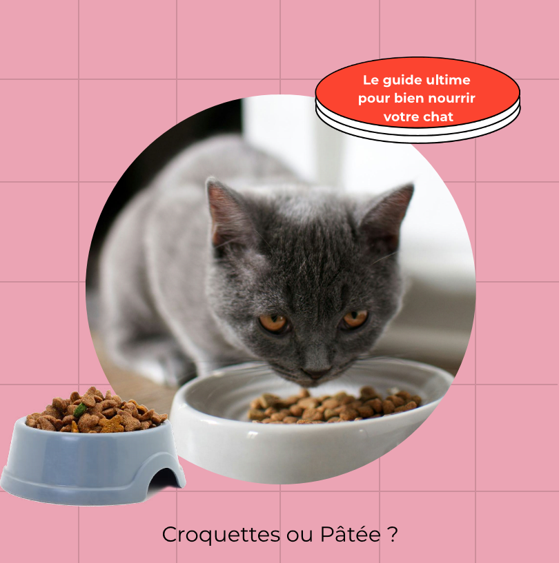 Le guide ultime pour bien nourrir votre chat - Croquettes ou Pâtée  
