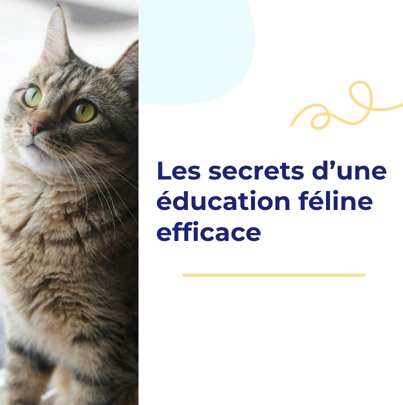 Les secrets d’une éducation féline efficace la niche de jules