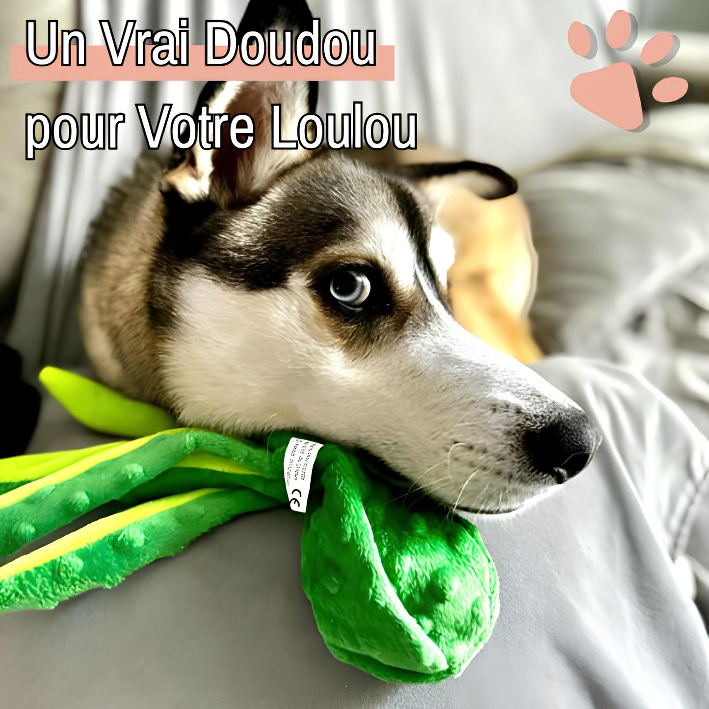 Peluche pour chien pieuvre sonore la niche de jules jujuoctosound un vrai doudou