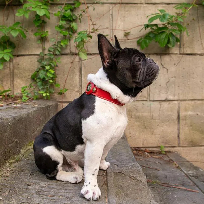 Collier Chien de Luxe pour AirTag la niche de jules jujufinddogluxe facile à mettre