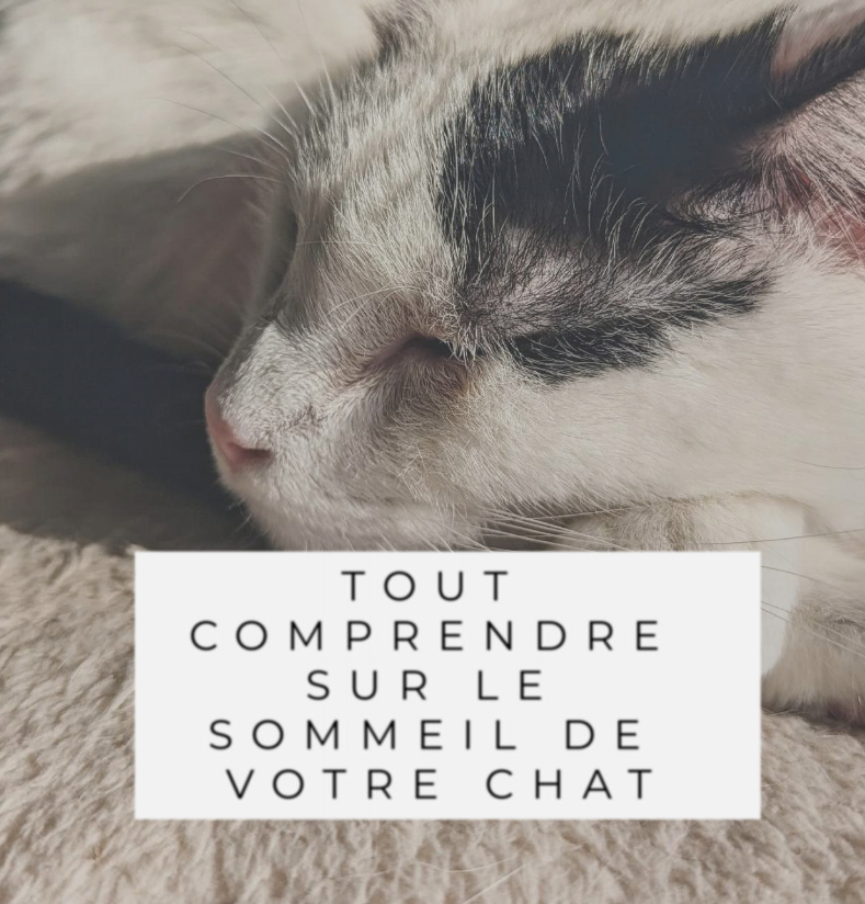 Tout comprendre sur le sommeil de votre chat le royaume des siestes la niche de jules