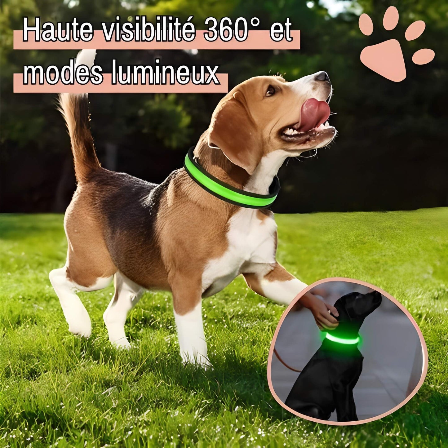 collier lumineux pour chien la niche de jules Jujulumicollar haute visibilité 360° et modes lumineux