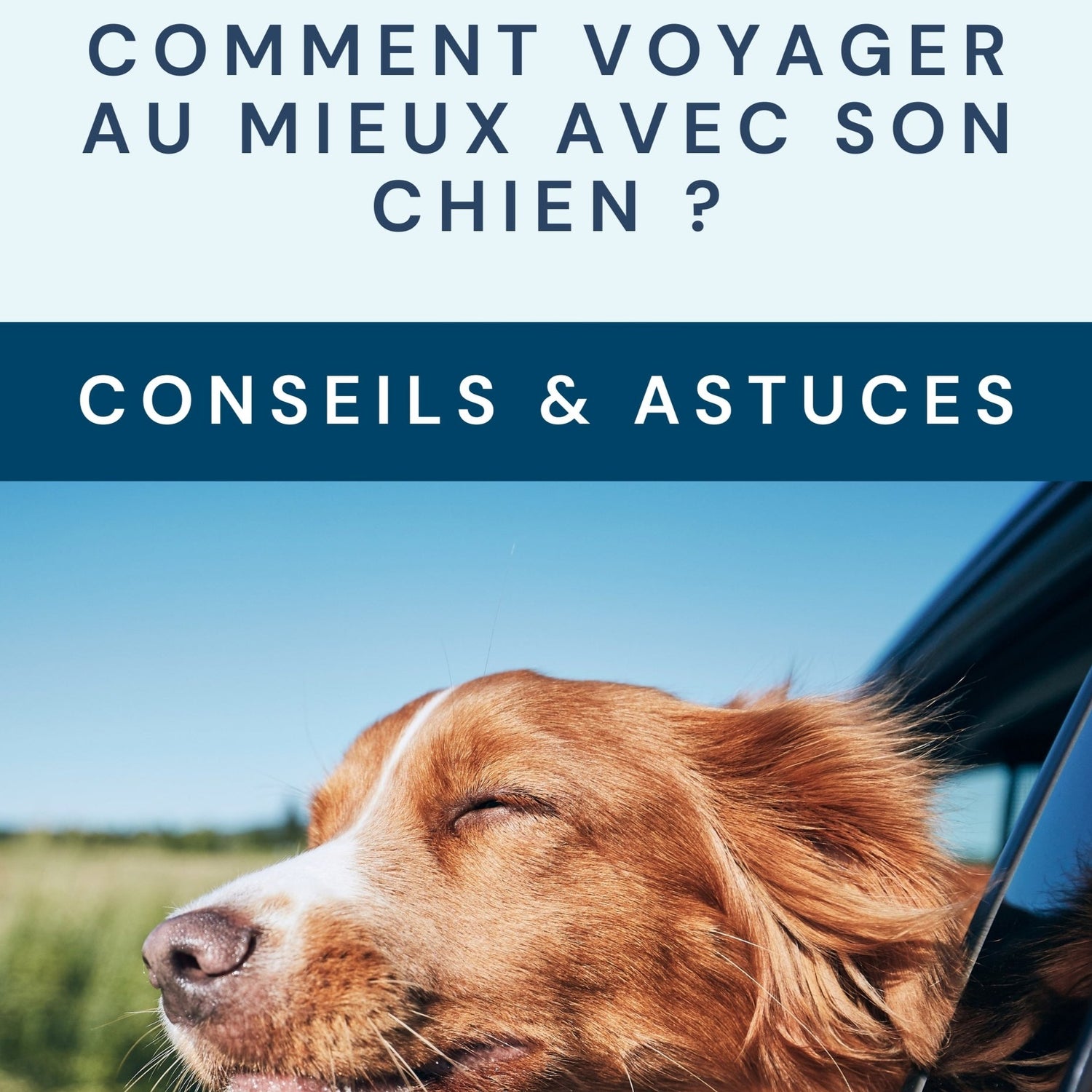 Comment bien voyager avec son chien ebook