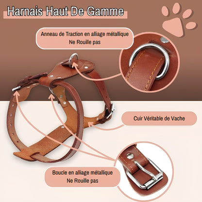 harnais en cuir veritable pour chien la niche de jules jujuluxeharness haut de gamme
