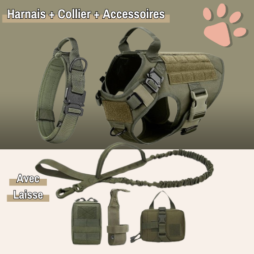 harnais tactique pour chien militaire dressage entrainement la niche de jules vert avec collier accessoire et laisse