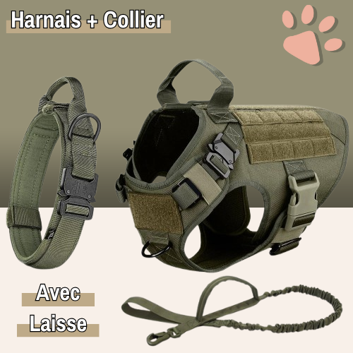 harnais tactique pour chien militaire dressage entrainement la niche de jules vert avec collier et laisse