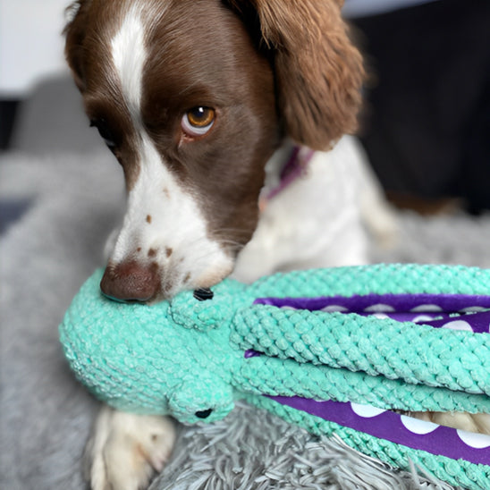 jouet pour chien peluche poulpe résistant la niche de jules jujupoulpe amusante