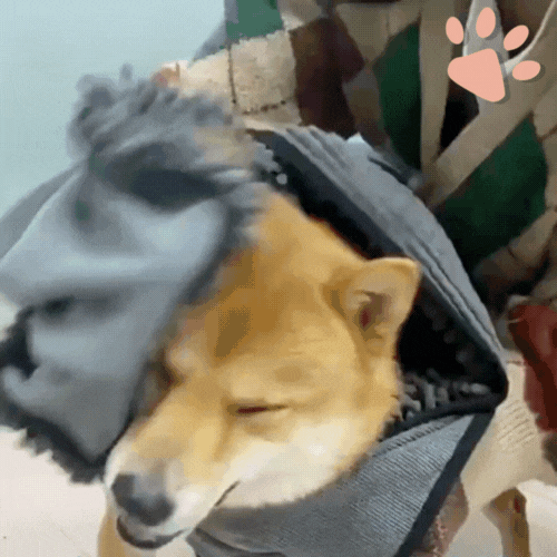 serviette pour chien chat jujudryglove la niche de jules gif
